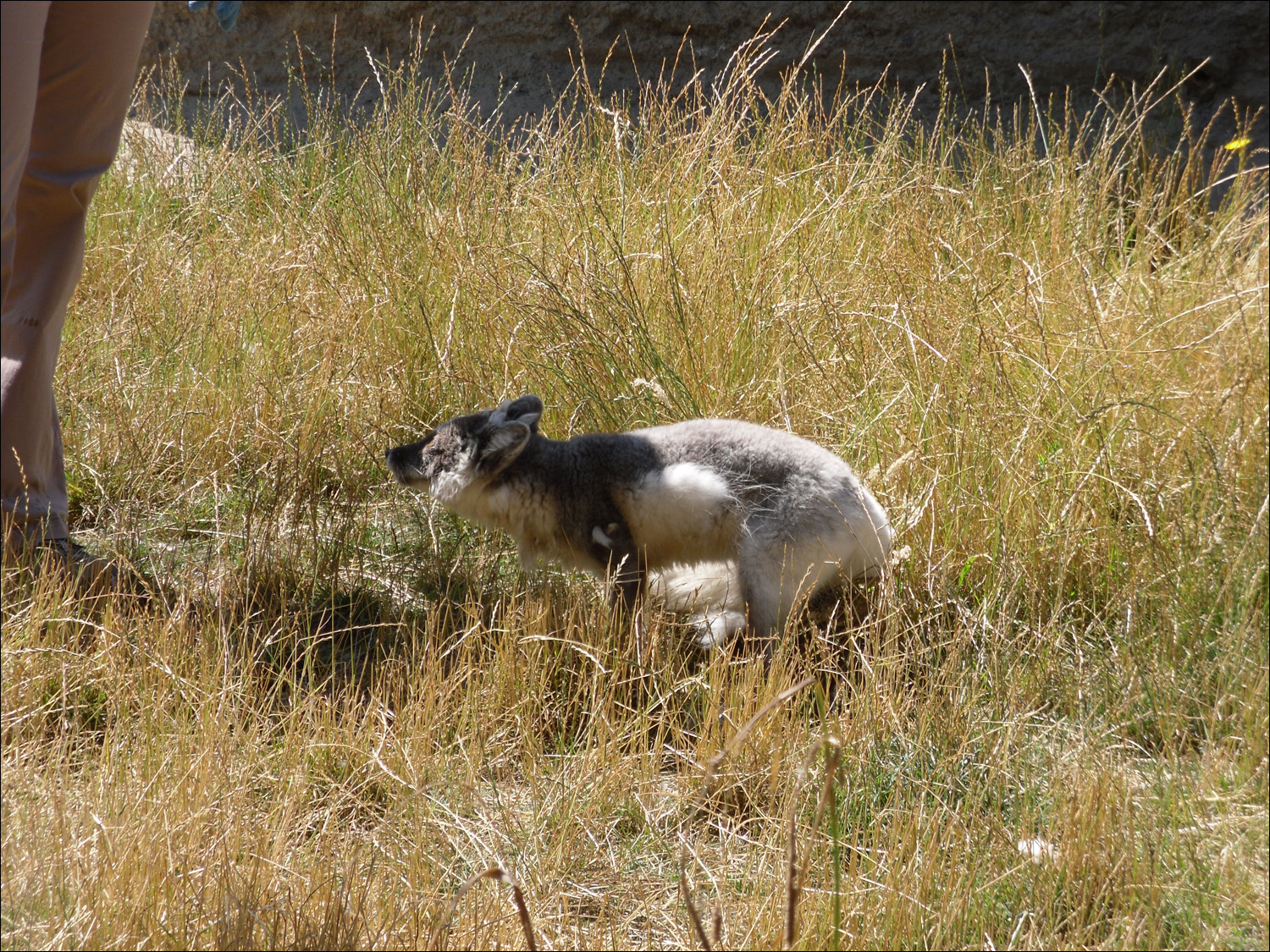 Tacoma, WA-Point Defiance Zoo & Aquarium-artctic foxes